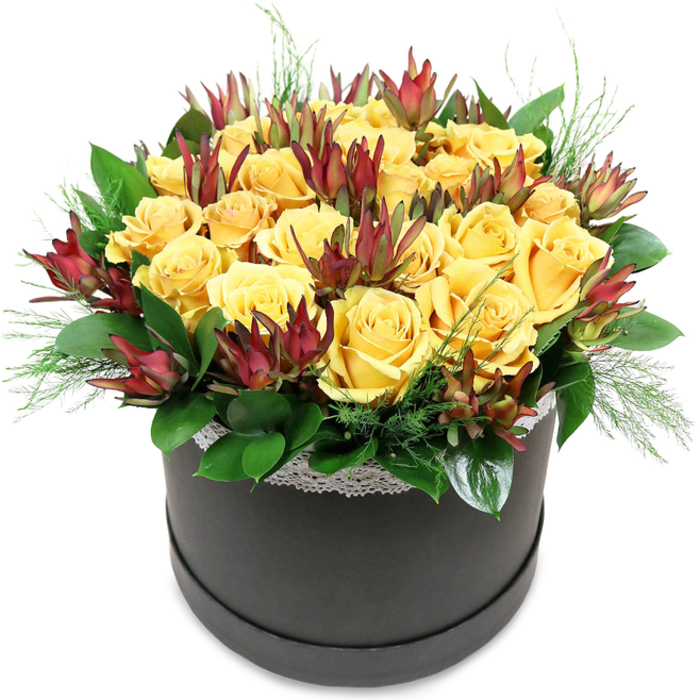 In the photograph, a luxurious floral arrangement in a dark hatbox stands out crisply against a bright white background, drawing focus to its interplay of sunny yellow, rich burgundy, and lush green tones. The flowers form a rounded, almost perfectly symmetrical dome, predominantly made of golden yellow roses. Each rose presents velvety, tightly layered petals, some fully opened into wide cups that reveal their centres, others only partway unfurled, with swirling patterns that invite a closer look. Nestled between the roses are stems of Leucadendron 'Safari Sunset', whose bracts are long and narrow, colouring from a deep, wine-red at the tips to a softer, muted green near the stem. These add height and structure, emerging like small, sculpted torches from the rose-filled surface. Supporting this floral canopy, a base of dark, glossy foliage-possibly salal or camellia-fans out to hide the mechanics and blend seamlessly into the rim of the hatbox. Threaded through the greenery are fine strands of feathery, fern-like filler, lending a touch of airy softness that keeps the design from feeling too solid. The container itself is a low, round box in matte black or charcoal grey, with a subtle band of white lace encircling the top edge, its delicate pattern just visible beneath the flowers, adding a gentle nod to tradition and romance. The bouquet has a refined, almost boutique feel, like something chosen for an elegant dinner party in a Stanmore home overlooking Stanmore Country Park or as a statement piece in a salon on The Broadway. It conveys warmth, modern style, and careful craftsmanship, making it an ideal choice for sophisticated gifting or as a standout centrepiece. Flowers Stanmore could easily imagine this going out on a same-day delivery to celebrate a special moment in the neighbourhood.