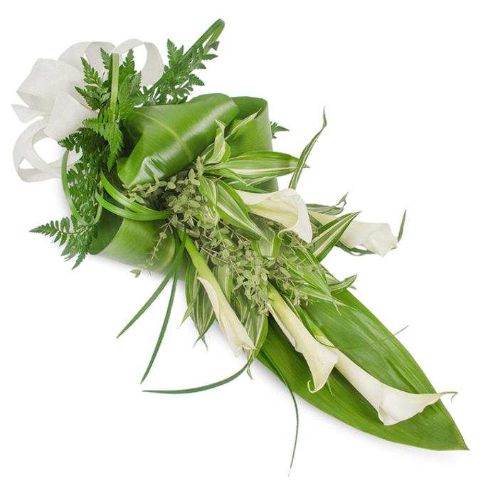 An elongated hand-tied cascade of white Calla lilies and layered greenery resting against a pristine white backdrop, this bouquet balances modern minimalism with a soft, organic sensibility. Creamy callas, some opened fully and others in tighter bud form, sweep from the top-left down toward the bottom-right, their trumpet shapes creating a rhythm of light and shadow along the arrangement. The lilies are supported by a mix of structural leaves-large, glossy tropical foliage folded to provide volume-and more delicate, variegated leaves that offer crisp green-and-white stripes for contrast. Fine fern fronds and delicate, herbaceous-like sprigs breathe air into the composition, while long, narrow grass blades curve outward to accentuate the piece's graceful line. A generous off-white, linen-textured bow gathers the upper left, its soft loops echoing the natural curves of the blossoms. This arrangement reads as both contemporary and ceremonial: appropriate for a minimalist wedding bouquet collected before a ceremony at Canons Park, an elegant anniversary display on Stanmore High Street, or a tasteful sympathy tribute delivered to homes around Harrow. The scent is faintly green and fresh-more of leaves and stem than heavy perfume-and the crafted folds and layered foliage show careful florist technique, evoking calm, refinement, and understated beauty for moments that call for sincere, composed expression.
