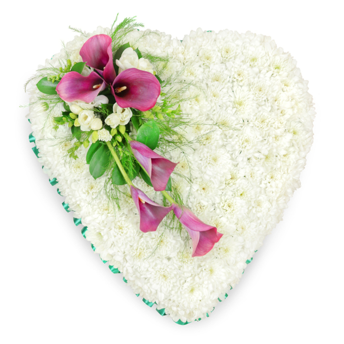 A large, heart-shaped sympathy arrangement is pictured from above, its contours sharply defined against a simple white background. The heart is meticulously built from countless pristine white spray chrysanthemums, each tiny bloom nestled closely into the next so no gaps are visible. Together they form a dense, quilt-like surface with a soft, plush texture that suggests peaceful rest and pure remembrance. Every petal seems to support the next, creating an impression of unity and gentle continuity. Around the outer edge runs an emerald green satin ribbon, smoothly pleated to follow the heart's curves. The ribbon's subtle sheen catches the light and adds a refined frame, giving the tribute a composed, formal elegance. On the upper left quadrant, a striking spray of deep magenta and fuchsia calla lilies sweeps diagonally across the heart toward the lower right. At the top of this spray, three fully open calla lilies display their sculpted, trumpet-like blooms, each enveloping a dark spadix that provides dramatic contrast against the white chrysanthemum cushion. Below, two slimmer calla lilies, still slightly unfurled, trail gently downward, introducing a graceful, cascading line that softens the structured heart shape. Interspersed among the calla lilies are sprigs of white freesia, their lighter, more open flowers adding texture and a suggestion of gentle perfume. Around the spray, lush green foliage - fine, feathery fern fronds and smoother, broader leaves - fans out to frame the feature blooms and enhance the sense of depth. The overall composition feels quiet yet expressive, the sort of carefully considered floral heart a family in Stanmore might choose for a funeral or memorial, reflecting both deep sorrow and enduring love in a single, beautifully balanced design.