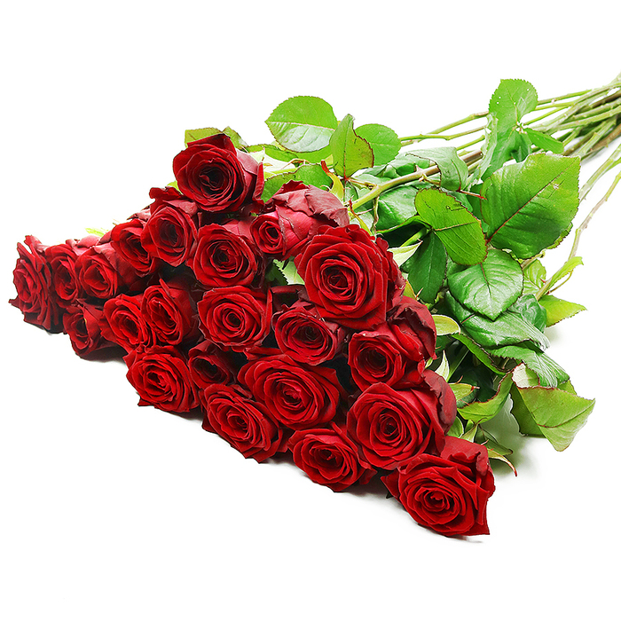 Equally elegant and commanding, this large bouquet of red roses rests against a pristine white background, as if staged for a classic photograph from a Stanmore studio. The group comprises roughly twenty-four to thirty-six blooms, their scarlet heads opening from tight centers into full, ruffled blossoms. The petals' satin sheen catches the light, revealing depth in each curve and a warmth that signals romance and confidence. A crown of dark green leaves threads through the arrangement, and the long stems angle diagonally upward to the right, giving the composition lift and purpose.

The overall effect is luxurious yet grounded, suitable for grand occasions, from milestone anniversaries to premium flower deliveries for Stanmore households and businesses. The bouquet evokes the feel of strolling through Stanmore Common on a crisp day, with the scent of fresh blooms mingling with the air. Delivered by Flowers Stanmore, it is available for same-day delivery across Stanmore and nearby NW London areas, offering a refined gift that endures beyond a moment's glance.