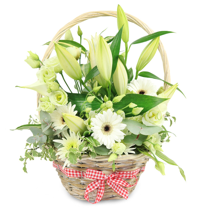 A beautifully curated floral basket stands out against a bright white background, its natural wicker base and handle creating a warm, rustic frame for an abundance of cool white and green blooms. The wicker is light brown and tightly woven, with a gentle arching handle that rises over the arrangement. At the front, a red and white checkered gingham ribbon is carefully tied into a neat bow, giving the design a welcoming, homely charm reminiscent of relaxed gatherings in Stanmore gardens. From the center, clusters of lily stems rise gracefully, their buds a mix of pale green and creamy white, some still firmly closed, others just beginning to loosen and reveal the hint of unfolding petals. Around these emerging lilies, open white Gerbera daisies punctuate the arrangement, each with a ring of clean, structured petals surrounding a dark, chocolate-toned center that draws the eye. Soft lisianthus flowers in white and light green thread gently between the larger blooms, their ruffled edges providing a romantic softness. A pure white calla lily introduces a sculptural element, its smooth, trumpet-shaped bloom adding elegance and a slightly modern line. The arrangement is completed with small, spiky chrysanthemum-like blossoms in white and green, adding depth and textural contrast. All of these flowers are supported and framed by a generous selection of greenery: rounded, silvery eucalyptus, variegated green-and-cream foliage, and deeper green leaves that fan outward and cascade slightly over the basket's rim. The lighting is even and soft, illuminating every detail and making the whites appear especially fresh. This serene basket would be a thoughtful anniversary surprise delivered by Flowers Stanmore to homes near Canons Park or Bentley Priory, carrying messages of purity, renewal, and quiet celebration.