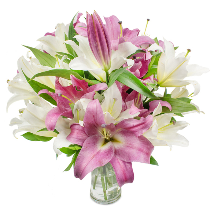 A striking bunch of oriental lilies, artfully gathered and presented in a clear glass vase, fills the image with a refined contrast of creamy white and intense fuchsia petals. The arrangement shows lilies at many points of bloom: pristine off-white flowers unfurl wide, their soft, star-like trumpets exposing pale yellow-green throats and graceful stamens tipped by slender anthers, while magenta and deep pink lilies display velvety faces often accented with lighter veins or a soft ivory centre. Several elongated buds remain closed, particularly toward the top and sides, hinting at the bouquet's longevity and steady unfolding. Rich, dark green lanceolate leaves are woven throughout, their glossy texture and pointed shapes creating a crisp structural backdrop that amplifies the petals' colours. At the base, the transparent vase reveals neatly trimmed stems and clear water, a small but telling sign of careful floral craft and freshness. Shot on a stark white background with even, flattering light, the petals' subtle sheen and the bouquet's rounded silhouette are presented with clear, tactile detail. Emotionally, the display reads as elegant and celebratory-appropriate for birthdays, anniversaries, or as a sympathetic yet uplifting gesture. As a local Stanmore florist, Flowers Stanmore often makes arrangements like this for deliveries across Stanmore Broadway, Canons Park and the roads surrounding Stanmore Common, where neighbours appreciate timeless floral styling that feels both generous and quietly assured.