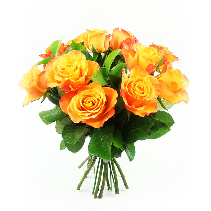 A striking bouquet of bi-colour roses is presented against a pure white background, the simplicity of the setting allowing the flowers' complexity to shine. Around a dozen large rose heads are arranged in a domed cluster, each bloom at that perfect stage of openness where all the layers of petals can be seen. At their centres, the petals are a clear, bright yellow, reminiscent of sunlight filtering through the trees in Stanmore's parks. As the petals spiral outward, the colour deepens steadily into tangerine, amber, and glowing orange, with a delicate red-orange hue along a few outer edges that adds definition and dimension. The petals are soft yet structured, their gentle curves and overlapping layers giving the arrangement a plush, abundant appearance. Between the roses, deep green leaves with a healthy sheen appear at intervals, tucked in just enough to frame and support the blooms without overshadowing them. Their rich colour and subtle vein patterns offer a grounding contrast, much like the leafy streets around Stanmore Broadway anchor the bustle of local life. At the bottom of the arrangement, a neat bundle of sturdy green stems is clearly visible, freshly cut and aligned as though the bouquet has just been tied at Flowers Stanmore and is ready to be delivered to a nearby home or office. The lighting is bright and even, allowing small shadows within the petals to create depth while keeping the overall mood warm and uplifting. This bouquet conveys joy, gratitude, and affectionate thoughtfulness, ideal for special celebrations or simply bringing a burst of colour into a quiet Stanmore living room.