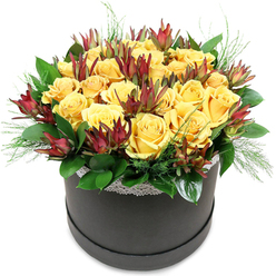 This image shows a stylish round hatbox overflowing with warm yellow and rich burgundy flowers, presented against a clean white backdrop that lets the arrangement speak for itself. At the centre of the design, numerous golden yellow roses are placed so that they create a balanced, dome-shaped mound. Their petals are lush and thick, curling in delicate spirals that catch the light and give the impression of softness you can almost feel through the screen. Scattered among them are striking stems of Leucadendron 'Safari Sunset', whose tall, tapered bracts range from deep red wine to mahogany, ending in fine points that rise above the roses like elegant spires. These add dimension and a subtly wild touch to an otherwise very polished composition. Encasing the lower edge, broad, shiny green leaves form a neat collar, while wisps of fine, needle-like foliage slip between the blooms and trail slightly over the rim, adding lightness and movement. The container is a low, cylindrical hatbox in a deep charcoal or black matte finish, trimmed at the top with a narrow band of white lace that lends a hint of vintage charm to the contemporary base. The overall effect is of a carefully crafted design, the sort of bouquet a Stanmore florist might prepare for a special family gathering near Bentley Priory Museum or as a welcoming feature in a home off Marsh Lane. Though still, the arrangement radiates gentle energy and optimism, making it an ideal choice for marking milestones, expressing gratitude, or sending a burst of sunshine to someone special in and around Stanmore.