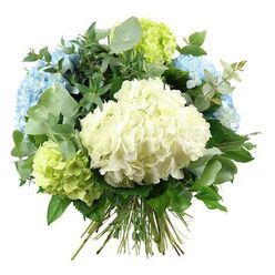 In this image, a lush, domed bouquet of hydrangeas sits against a bright, pure white background, every blossom carefully positioned to create a harmonious balance of colour and form. At the heart of the arrangement lies a large sphere of creamy white hydrangea, its multitude of tiny, four-petalled florets layered so closely that they form a velvety, cushion-like texture, evoking the softness of low clouds drifting above Stanmore Hill. Flanking this central head are several generous clusters of hydrangeas in gentle sky-blue tones, with petals that appear slightly ruffled and softly graduated in colour, ranging from very pale near-white at the edges to more defined pastel blue toward their centres. Nestled between the blue and white blooms, lime and chartreuse hydrangea heads bring a burst of fresh green, reminiscent of new growth in gardens near Canons Park or along the quiet residential streets of HA7, lending the bouquet a lively yet still soothing character. Interwoven among the hydrangeas is a mix of foliage, including rounded, silver-washed eucalyptus leaves that add a cool, modern touch and a sense of airiness, as well as deeper emerald leaves with a smooth, lightly glossy finish that provide structural support and lush volume. The stems are clearly visible at the bottom, pulled together in a traditional hand-tied style that suggests the bouquet is ready for a vase on a Stanmore dining table or office reception desk. Gentle, diffused lighting illuminates the delicate surfaces of the petals and leaves, keeping the overall mood calm, fresh, and elegant. This hydrangea bouquet suits a range of occasions, from thoughtful get-well wishes for a neighbour in Belmont to a graceful thank-you gift delivered to homes and businesses across Stanmore.