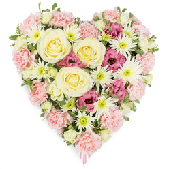 This image shows a lush, heart-shaped funeral tribute, photographed against a bright white background that makes its soft colours and intricate textures particularly vivid. The heart has been shaped with great skill, its silhouette clearly defined by layers of pastel pink carnations whose frilled petals curl and overlap, giving the arrangement a gentle, cushion-like appearance. Rising from this blush-pink base, several large cream and pale yellow roses are arranged as central focal blooms, their velvety petals unfurling in elegant spirals that speak of devotion and cherished memories. Interlaced between them are white spider chrysanthemums, their fine, needle-like petals streaming outward from fresh green centres to provide a delicate contrast in both shape and texture. Scattered throughout the heart are deeper, more intense notes of magenta and mauve-pink lisianthus; their softly ruffled, bell-shaped flowers add pockets of richness and emotional depth to the pastel palette. Small, natural sprigs of green foliage and tiny buds are threaded between blooms, softening transitions and giving the piece the feel of a lovingly tended garden in Stanmore, perhaps echoing the quiet greenery of nearby parks and residential streets. At the pointed tip of the heart, a glimpse of a soft pink ribbon peeks out, suggesting this piece is finished and ready to be delivered as a sympathy tribute to a local church, crematorium, or home. The overall mood is one of tenderness and reflection, a hand-made expression of condolences that offers visual comfort and a dignified way to honour a life well lived within the Stanmore community.