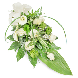 An elongated funeral spray composed in serene whites and verdant greens, captured on a plain white background so the craftsmanship is in focus. The arrangement falls in a classic cascade: creamy white roses in various stages of bloom concentrate near the centre, each petal unfolding with soft, papery texture and a quiet scent that suggests morning dew. Two pure white Calla lilies rise at the upper left, their smooth, trumpet-like silhouettes offering a refined, architectural note against the softer blooms. Lime-green button chrysanthemums - compact, textured spheres - are nested through the design, adding a bright, contemporary contrast that feels almost velvety to the eye. Sprigs of baby's breath breathe lightness into the composition, giving an impression of whispered condolences. The foliage underpins the piece with a layered, tactile foundation: glossy deep-green leaves form a dense base; narrow, arching blades of bright green foliage create elegant lines across the top and sides; variegated leaves with crisp white streaks and delicate fern fronds add complexity and depth. The whole tapers down to a prominent, smooth bright green leaf that creates the elongated tail, while a soft cream bow at the top left lends a comforting, traditional finish. As a Stanmore florist I often prepare similar sprays for services at Stanmore's local venues and can arrange tasteful delivery to addresses around Stanmore High Street and near Stanmore Tube, ensuring the tribute arrives composed and dignified.