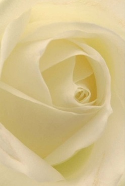 This close study of a rose, bathed in gentle cream and ivory, unveils the soul of floral artistry cherished by Stanmore residents. The petals curl inward in harmonious swirls, their texture soft as velvet and nearly transparent where the Stanmore morning light dances across their surface. Each layer beckons you to trace its form-to feel, if only in imagination, the soothing embrace this bloom offers, reminiscent of a wedding celebrated at St John's Church or a quiet anniversary in a family home nearby. Flowers Stanmore's attention to detail is apparent in the way every petal sits in perfect sequence, forming a centrepiece that resonates with quiet grace. No harsh shadows disrupt the vision; rather, the soft light accentuates the creamy tones, evoking a sense of comfort and gentle celebration. The delicate fragrance, though invisible, remains present in the mind-a subtle sweetness that carries warmth and familiarity. In this image, the timeless beauty of the rose, paired with the hands of an experienced Stanmore florist, invites reflection and appreciation, making it ideal for commemorating special moments or simply elevating an ordinary day.