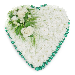 This image features a refined heart-shaped sympathy tribute, crafted with the quiet precision that families in Stanmore often seek for a final floral gesture. The heart is densely packed with small white chrysanthemums, creating a smooth, plush surface of petals that gives the impression of a soft, comforting cushion. Their crisp white colour is calming and symbolic, often chosen to represent innocence, peace, and the purity of cherished memories. Encircling the entire heart is a luxurious emerald green satin ribbon, pleated and ruffled with care. Its scalloped edge frames the tribute and offers a subtle sheen that contrasts beautifully with the gentle texture of the flowers, adding an air of formality and reverence suited to funeral and memorial settings. Nestled into the upper left side of the heart is a delicately arranged focal spray. Two white roses, fully open and velvety, form the centre of this cluster, their layered petals unfolding in soft spirals. Around them, smaller white blossoms-reminiscent of freesias or other light, bell-shaped flowers-add fine texture and a sense of delicacy. Various green foliage, including glossy leaves and airy, feathery stems, supports the blooms and spills lightly over the chrysanthemum base, breaking up the uniform surface and introducing natural movement. Set against a minimalist white background, every detail of the tribute is clearly visible, from the pleats in the ribbon to the curve of each petal. The arrangement feels both classic and personal, ideal for honouring a loved one at a service in Stanmore, whether displayed in a local church, crematorium, or at the graveside.