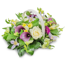 This image shows a refined funeral flower basket, the kind often chosen for services and condolence deliveries around Stanmore, from local homes to nearby places of worship. The basket itself is woven in a light, creamy tone and features a firm, curved handle that arches over a rounded dome of flowers. The composition feels balanced and calm, with no single element overwhelming the others. At the heart sits a large creamy white rose, its petals arranged in soft, concentric layers that convey innocence, remembrance, and love. Flanking this centrepiece, rich purple calla lilies unfold in smooth, trumpet-like shapes, their deep colour bringing a sense of quiet formality and depth to the design. Scattered among these focal blooms are smaller yellow and white flowers, reminiscent of alstroemeria or freesia, their bell-like forms adding texture and gentle flashes of light. Pale lavender clematis, with their distinctive star-shaped petals, weave through the arrangement, introducing a delicate, airy touch that lightens the overall look. On the right side, a vibrant magenta gerbera daisy-like flower peeks out, its bold, radiating petals marking a tender tribute to joyful memories. All of the flowers are nestled into an abundance of rich green foliage, from broad, glossy leaves to finer, bright green sprigs that fill any gaps and provide a lush, verdant base. The white studio background and subtle shadow under the basket keep the focus entirely on the flowers themselves. This thoughtfully arranged sympathy basket communicates comfort, support, and a gentle sense of beauty amid loss, ideal for expressing condolences in the Stanmore community.