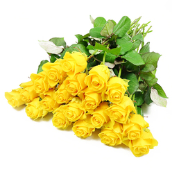 In this image, around twenty-four long-stemmed yellow roses are spread in a loose, crescent-shaped cluster over a flawless white background, allowing every petal and leaf to be clearly seen. The blooms themselves span a beautiful range of stages: from compact buds with tightly coiled petals to partially opened roses where the spiral heart starts to reveal itself in layers of golden yellow. The petals appear velvety and thick, with subtle tonal shifts from creamy lemon at the edges to deeper, honeyed shades toward the core, echoing the gentle warmth of a late summer afternoon in Stanmore Country Park. Around the flowers, a collar of lush, dark green leaves adds structure and contrast. Their surfaces are slightly glossy, catching highlights that reveal the delicate veins and the occasional glimpse of a paler underside, suggesting the natural movement of garden foliage caught in a soft breeze. The slender, light green stems extend together toward one side of the frame, freshly cut and neatly gathered, as though they have just been laid down on a worktop at Flowers Stanmore, ready to be arranged into a heartfelt sympathy bouquet. The stark white background acts like a blank canvas, amplifying the roses' quiet radiance and making the arrangement feel timeless and refined. Emotionally, the image leans towards comfort rather than celebration: a gentle, dignified composition suited to condolence messages, funeral tributes, or a thoughtful arrangement delivered to a grieving family in the Stanmore area, carrying with it a sense of shared remembrance and enduring friendship.