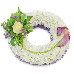 An elegant sympathy wreath, carefully assembled in the manner of an experienced Stanmore florist, rests against a stark white backdrop so every detail is visible. The foundation is a generous, circular mass of immaculate white chrysanthemums whose tightly packed florets create a plush, cloud-like surface that suggests quiet purity. Underneath that white mantle, a fine layer of purple mesh or lace peeks through along the inner rim, introducing a subtle, noble shadow of colour that complements the arrangement without overwhelming it. Placed on the upper-left quarter, a compact spray of greenery and blooms provides the emotional heart: a single cream-tinged rose opens gently at its centre, embraced by variegated foliage with pale-edged leaves and soft, feathery fern fronds that lend an organic, reassuring texture. Tiny sprigs of lavender-hued statice are woven through the greens, scattering pinpoint colour and a dry, papery fragrance that contrasts with the rose's softness. On the opposite side, two long-stemmed calla lilies arc from about two o'clock to five o'clock, their elegant trumpets showing a painterly gradient from deep, muted purple at the tips to a tender peach-blush closer to the throat; their fresh green stems trace a flowing line across the bottom-right of the chrysanthemum base. A single extended green stem crosses the lower wreath, discreetly tied and leading toward the callas, visually uniting the two floral groups. Quietly luminous in soft daylight, this wreath conveys dignity, comfort and lasting memory-a thoughtful choice for wakes or graveside services around Canons Park and Stanmore High Street, fashioned with the care of a local hand.