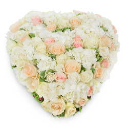 Photographed from just above against a pure white background, this heart-shaped floral composition reads as an elegant expression of love and consolation. The surface is densely packed with roses in a soft tonal range - pristine white to creamy ivory, slipping into pale peach and tender blush pink - each bloom deliberately positioned to create a gently flowing gradient. Interspersed among the roses are generous clusters of white hydrangea, their tiny, ruffled petals adding a plush, cloud-like texture that gives the heart fullness and a tactile softness. Small swathes of deep green variegated foliage emerge around the lower arc and in fine breaths between flowers, grounding the arrangement and highlighting the pastel tones. A natural, clean scent of fresh-cut roses underpins the scene, accompanied by the faint green note of stems and leaves. The heart casts a soft shadow on the white surface, reinforcing its three-dimensional craftsmanship and careful layering. As a seasoned local florist I picture this piece complementing a ceremony at Canons Park or resting on a remembrance table along Stanmore High Street - a refined choice for weddings, anniversaries, or funeral services where dignity and tenderness are required. Available for local delivery across Stanmore, this premium design from Flowers Stanmore combines classical form, fresh materials, and meticulous handwork to convey profound affection and gentle remembrance.