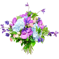 Set against a bright white backdrop, this bouquet appears as an artful composition of blues, purples, and soft pinks, the kind of design a seasoned Stanmore florist might create for a significant celebration. At the centre, large clusters of sky-blue hydrangea form a voluminous base, each cluster built from many tiny petals that give a plush, ruffled texture reminiscent of billowing summer clouds above Stanmore Country Park. Threaded throughout these hydrangeas are vivid fuchsia and deep purple orchids, likely Vanda or Phalaenopsis, their broad, gracefully curved petals decorated with intricate speckles and veins that catch the light and add depth. These exotic blooms introduce drama and a contemporary edge. Rising from within and gently spilling over the sides, deep purple clematis flowers stretch on slender, wiry stems, some forming star-like shapes, others bell-like, creating an impression of natural movement and garden spontaneity. Between the more glamorous blossoms, clusters of small spray roses in blush pink and creamy white are nestled thoughtfully, their compact, layered petals unfolding into sweet rosettes that soften the overall effect and add a note of tenderness. A generous collar of lush greenery, from glossy broad leaves to more delicate fronds, supports and frames the design, enhancing both structure and colour contrast. The stems at the base are gathered tightly and secured, emphasizing the bouquet's rounded, abundant silhouette. Soft, even lighting highlights the freshness and subtle colour gradients of each petal, making this arrangement feel perfect for an anniversary surprise delivered around Stanmore, a refined centrepiece for a family gathering, or a thoughtful gesture of admiration and thanks.