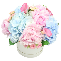 This bouquet seems drawn from a memory of dawn: soft pinks and pale blues that glow as if touched by early light. The large pink peonies unfurl in velvet cushions, while cloudlike clusters of pale blue hydrangeas float around them, creating a serene backdrop. Sprigs of cream and blush spray roses peer through, their buds tightly furled and sensuously delicate, and two trumpet-shaped calla lilies rise in a deeper rose hue, one near the upper left and the other tracing a downward arc across the arrangement. Silvery dusty miller and pale green leaves give a quiet, cool frame to the bloom's warmth, adding texture and depth. The flowers sit in a clean white hatbox, modern and understated, allowing the blossoms to speak in their own light. The scent of peonies mingles with fresh greenery, an invitation to pause and admire. This piece feels like a thoughtful gesture for a birthday, the arrival of a new baby, or simply a wish for peace and renewal in a home. It bears the craft of a seasoned florist, with each element placed for balance and grace, a gentle reminder that beauty can arrive softly yet leave a lasting impression.

In Stanmore, this pastel dream is available for same-day delivery across the area, bringing calm elegance to Canons Park, the High Street, and nearby neighbourhoods through Flowers Stanmore. The bouquet's generous dome and refined palette make it suitable for weddings, anniversaries, or hospital gifts, speaking to both romance and reassurance. A discreet signature of expertise shines through in the way the peonies meet the hydrangeas, the spray roses nestle along the rim, and the calla lilies punctuate the composition with sculptural height.