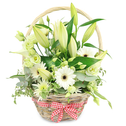 In this image, a light, honey-coloured wicker basket rests against a stark white background, overflowing with a meticulously arranged mix of white and green flowers that looks as though it has just been prepared in a Stanmore florist's studio. The basket's weave is rustic yet neat, and a simple handle arcs over the top, framing the blossoms beneath. At the front, a red and white gingham ribbon is tied into a precise bow, lending a cosy, countryside feel that would be right at home on a table near Stanmore station or along The Broadway. Rising from the center, tall lily stems display buds in various stages of opening: some tightly wrapped in pale green casings, others starting to peel back, revealing the creamy white petals within. Around them, white Gerbera daisies with dark brown centers provide striking contrast, their smooth, symmetrical petals radiating cleanly from each central disk. Interspersed between these statement blooms are clusters of lisianthus in shades of white and soft green, their gently ruffled petals adding a sense of softness and layered depth. A sleek white calla lily emerges as a sculptural accent, its smooth trumpet shape catching the light. Smaller chrysanthemum-like blooms in white and green fill out the arrangement with spiky, textural interest. Surrounding all of this, a variety of green foliage spills and fans outward: rounded blue-green eucalyptus, variegated trailing leaves, and broader, darker greens that act as a rich backdrop to the paler flowers. The overall effect is fresh, pure, and quietly luxurious. This basket feels ideal for celebrating a wedding anniversary, offering congratulations on a new home in Stanmore, or bringing calm elegance to a living room bathed in afternoon light.