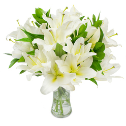 This generous bouquet of white lilies reads as a quietly confident statement of purity and calm, presented in a transparent glass vase that allows the eye to follow pale green stems into clear, light-catching water. Each lily bloom is built of multiple broad petals that curve outward in soft waves; their surface is a vivid, unblemished white, while a subtle cream or yellow-green warmth nestles in the throat of many flowers, lending gentle depth to the composition. Prominent stamens-slender, pale-green filaments crowned with warm brown anthers-emerge from several open trumpets, their textured tips and occasional specks of pollen offering intimate botanical detail. Dark, glossy leaves with a narrow, lance-like shape are interspersed among the blooms, their deep green tone sharpening the whiteness of the petals and contributing to the bouquet's lush fullness. The glass vase's flared mouth and clear water reflect soft studio light, emphasizing the arrangement's freshness and the clean lines of each stem. I can picture this arrangement carried from a Stanmore High Street shop to a neighbouring home or offered as a composed sympathy tribute at a community service-its restrained palette and serene form conveying respect and consolation. As a florist familiar with the pace of Stanmore life, the bouquet's subtle scent, sculptural blooms and polished presentation feel equally at home as a thoughtful memorial, a sophisticated centrepiece for a small gathering, or a simple, heartfelt gift that speaks of quiet strength and gentleness.