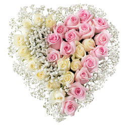A beautifully composed heart-shaped tribute made entirely of roses and baby's breath stands out against a clean white backdrop, conveying a sense of quiet dignity often sought for Stanmore funerals and remembrance services. The heart is neatly divided into two complementary halves, creating a visual balance between light and warmth. On the left portion, numerous creamy white to pale yellow roses are arranged tightly together, each bloom fully open with silky, layered petals curving outward in delicate spirals. These roses evoke purity, serenity, and a calm goodbye. On the right, an equally dense cluster of medium-toned pink roses mirrors the left side in both size and abundance. Their petals are slightly deeper in colour, forming soft cups and gentle curls that speak of affection, gratitude, and the enduring bonds of family and friendship often celebrated in Stanmore's close-knit community. Threading throughout both sides of the heart and softly framing its contours are airy sprays of white gypsophila. The tiny blossoms of this baby's breath create a lacy, cloud-like effect, filling every gap between the roses, lightening the overall design, and defining the heart shape from top curve to pointed tip. The clinical white background and neutral lighting ensure there are no distractions, inviting the viewer to focus solely on the flowers and the emotions they carry. This arrangement would look perfectly in place on a coffin, at a chapel in Stanmore, or beside a photograph at a memorial gathering, offering a gentle, heartfelt message of love, remembrance, and peaceful rest.