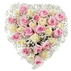 This tenderly assembled heart-shaped floral arrangement, crafted by a Stanmore florist with deep ties to the local area, is an evocative gesture of compassion and memory. Around thirty-five fresh roses in shades of blush pink and creamy white nestle closely together, their velvety petals softly layered in a heartfelt embrace. Subtle hints of pale yellow within the cream roses introduce warmth and reflect the sunrise hues of mornings in Stanmore Common. Wisps of baby's breath thread delicately throughout, their tiny blooms lending a breath of airy lightness that accentuates the lush texture of the roses and the arrangement's gently rounded heart silhouette. Set on a brilliant white background and bathed in balanced, natural lighting, the bouquet exudes serenity and poise, ideal for honouring a loved one or providing comfort during a difficult time. The precise composition speaks to the expertise and sensitivity found at Flowers Stanmore, ensuring every petal is perfectly placed for both visual and emotional impact. Suitable for funeral tributes, commemorative occasions, or tender goodbyes within the Stanmore community, this floral creation embodies enduring love, remembrance, and the reassuring presence of heartfelt support.