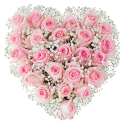 Imagine a perfectly formed heart made entirely of soft pink roses, photographed against a pure white background so every detail stands out with quiet clarity. The flowers are closely set, creating a plush, velvety surface where each rose shows a slightly different shade of pink - from the palest, almost porcelain blush at the petal edges to richer rosy cores - and a range of opening stages that give the heart depth and life. Nestled among the roses are sprigs of tiny white Gypsophila, baby's breath that floats like spun lace across the composition, softening edges and lending a light, optimistic contrast. Bright, even lighting reveals the delicate textures: the satiny curl of each petal, the airy skeleton of the tiny white flowers, and the gentle shadows between blooms that make the heart read three-dimensionally. From my perspective as a local florist, the image conveys careful craftsmanship and emotional intent - it reads as a message of deep affection, ideal for engagements, anniversaries, or a tender sympathy tribute. Flowers Stanmore would prepare this style with the same attention to bloom stages, scent balance, and silhouette, making it suitable for delivery around Stanmore Broadway, to addresses near Stanmore Station, or to gatherings at nearby Cannons Park. The overall impression is one of refined romance: soft, sincere, and composed with the kind of patience only true floral care can provide.