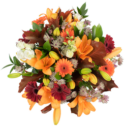 A glorious close-up of a hand-tied autumn bouquet that captures Stanmore's seasonal warmth, seen from just above so every petal and leaf feels immediate. The composition is led by several fully opened orange Asiatic lilies, their broad trumpet petals edged with subtle striations and open faces that invite the eye inward; nearby, numerous green-tinted lily buds hint at unfolding life and extend the bouquet's visual depth. Bright orange Gerbera daisies provide cheerful, circular bursts while deep burgundy Gerberas introduce a velvety counterpoint, each with a pronounced central disk that anchors the colourscape. Creamy ivory Lisianthus blooms with soft, layered petals are tucked in to soften the palette, and airy clusters of dusky purple Astrantia add an almost architectural filigree, their tiny starry flowers creating delicate negative space. Large, reddish-brown oak-like leaves are arranged to read like fallen foliage gathered from a Stanmore lane, their lobed edges and warm tones reinforcing the autumnal story; fresh green leaves and slender stems interlace the arrangement, giving it a lively, natural backbone. Bright, even lighting on a white backdrop highlights the arrangement's lush textures and the florist's careful placement, making it feel both celebratory and intimate. The overall impression is one of abundance and thoughtful design - a bouquet that would suit a harvest table, a heartfelt gift for an autumn birthday, or a centrepiece that brings the peaceful, woodsy comfort of local parks into a cosy home.