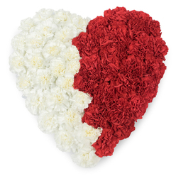 A serene, heart-shaped tribute composed entirely of tightly clustered carnations, photographed from above to reveal a tactile sea of petals: creamy white on the left and deep, velvety red on the right. The blooms are arranged so closely that each ruffle and fold of the carnation's layered petals forms a continuous, cushion-like surface, catching soft light and throwing delicate shadows that emphasise the arrangement's three-dimensional depth. The two halves meet along a gentle, slightly undulating central seam, where white and red glance against one another like two emotions in conversation - comfort and passion, memory and celebration. I imagine this piece arriving from Flowers Stanmore for a family gathering on Stanmore High Street or being placed near Canons Park for a quiet moment of reflection; it reads as both intimate and formal, suited to funerals, anniversaries, or a ceremony that asks for tenderness and presence. There's a near-silent fragrance of fresh carnations, subtly green and sweet, that would sit lightly in a chapel or living room. The plain white background in the photograph removes distraction so the floral craftsmanship is the language itself, speaking of careful selection, close wiring of blooms, and an intention to honour. This heart is designed to be seen, touched, and felt - a considered, local expression of love that holds space for remembrance and gentle celebration across Stanmore and neighbouring Harrow.