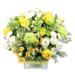 Captured against a perfectly white background, a beautifully balanced floral arrangement sits in a modern, square glass vase, echoing the clean, contemporary style often seen in homes around Stanmore. The bouquet forms a rounded, full shape and features a harmonious palette of sunshine yellow, crisp white, and refreshing green. At its heart, golden yellow roses draw the eye, some fully opened with layered, velvety petals, others still half-closed, their buds promising days of unfolding colour. Intertwined with them are sprays of smaller yellow roses, whose multiple petite blooms add complexity and a softer, more informal charm. White pompom chrysanthemums, densely petaled and spherical, tuck between the roses, giving the impression of soft, fluffy cushions. Sprinkled among these are vivid lime green button chrysanthemums, small, round, and playful, alongside larger frilled pale green blooms that resemble ruffled carnations or speciality mums, creating gentle waves of texture. Generous foliage envelopes the flowers: variegated leaves with pale, creamy margins sit beside darker green sprigs, which frame and support the arrangement, making it appear even more lush. Delicate white filler flowers, tiny and star-shaped, peek out from between the larger heads, adding an airy, intricate layer. The square glass vase, sturdy and transparent, showcases the stems while its centre is wrapped in a band of rustic, woven material, overlaid with a bright lime green ribbon that ties the whole colour story together. The composition feels optimistic and soothing at once, ideal for marking a special occasion, offering comfort, or simply brightening a kitchen or hallway in Stanmore with a touch of spring-like freshness, whatever the season.