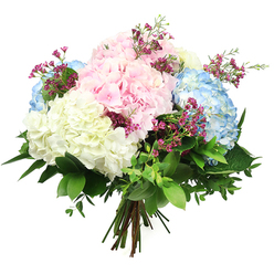 Set against a clear white background, this hydrangea bouquet appears luminous and carefully composed, like a fresh delivery ready to be carried into a house near Stanmore Hill. The arrangement centres on large, spherical heads of hydrangeas in three main pastel shades-soft baby pink, light sky blue, and creamy, gentle white. Each bloom is densely packed with tiny, rounded petals that overlap to form a plush, cushiony texture, giving the bouquet its signature billowy appearance. The pink hydrangeas suggest tenderness and affection, perfect for expressing love or gratitude, while the blue blooms lend a soothing, cooling quality, much like the still, quiet atmosphere around Bentley Priory Nature Reserve. Creamy white hydrangeas provide brightness and lift, enhancing the overall impression of cleanliness and sophistication. Threaded throughout, slender branches of deep magenta or fuchsia filler flowers, resembling waxflower, add glimmers of more intense colour, their miniature blossoms creating a fine, lace-like contrast against the larger hydrangea heads. A generous surround of foliage grounds the bouquet, with broad, shiny dark green leaves and smaller, softer stems of greenery that give depth, movement, and a natural, garden-inspired feel. The stems are aligned, neatly bound, and visible at the base, revealing the hand-tied craftsmanship of a knowledgeable florist. The photograph's bright, neutral lighting emphasises the pastel palette and the textures of the petals and leaves, while the white background keeps the focus firmly on the flowers themselves. The overall mood is serene yet quietly joyful, making this bouquet suitable for marking life's gentler moments-welcoming a new baby, offering support to a friend, or simply bringing a touch of soft seasonal beauty to a sitting room in Stanmore.