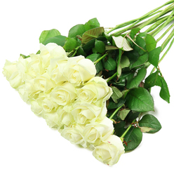 Spread diagonally across a pure white surface, this generous spray of white roses captures the poised elegance that many Stanmore customers love for classic occasions. The cluster of blooms gathers thickly at the lower-left, forming a soft, cloud-like mound of petals that gently overlaps and interlaces. Each rose is a pure or creamy white with a delicate ivory glow at its centre, most in the early stages of opening so that the heart remains tight and layered while the outer petals start to flex and curl. The light is bright and even, typical of a studio setting, and it reveals the subtle shadows between petals, enhancing the three-dimensional form of each flower without hard contrast. At the base of many petals, there is just the faintest suggestion of pale green, the colour that appears on roses freshly unpacked and hydrated in a Stanmore florist's cold room before being arranged for same-day delivery. From this dense mass of blooms, the stems run away towards the upper-right, forming a slightly fanning line of clean, solid green. Along them, rich, dark green leaves provide a lush framework, some with a naturally occurring reddish hue along the margins or on the undersides, as you might notice walking past established rose gardens in Stanmore's quiet residential streets. The white background heightens the impression of purity and serenity, leaving nothing to distract from the flowers themselves. The overall feeling is both peaceful and versatile: this could be a bridal bouquet about to be tied for a ceremony near Stanmore station, a heartfelt anniversary surprise for a home off The Broadway, or a thoughtful condolence gesture, each white rose speaking calmly of love, respect, and new chapters.