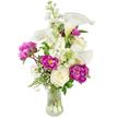 A tall, elegant bouquet sits in a clear, fluted glass vase against a pristine white studio backdrop, the composition balancing crisp whites with a dramatic jewel-toned magenta. The eye is drawn first to several smooth, trumpet-shaped white calla lilies whose sleek spathes curve upward with a faint green wash near their bases; their satin texture and upright lines give the arrangement a refined, architectural grace. Nestled beneath and around them are lush magenta peonies, their ruffled, full petals opening like satin rosettes-two fully unfurled blooms anchor the lower left and right while a tighter bud hints at unfolding colour. Scattered between the larger forms are clusters of delicate white stock or snapdragon-like spikes, each stem studded with many small florets that add vertical movement and a soft, fragrant counterpoint. Classic creamy white roses, tightly furled, provide traditional softness and compact, layered texture, while airy clouds of baby's breath float through the bouquet as light, sparkling filler. Various green leaves and fern-like fronds tuck in at the base, giving depth and a fresh, natural frame; the clear vase reveals clean stems and water, reinforcing the sense of freshness. In soft studio light the magenta peonies glow against the whites, and you can almost sense a gentle summer fragrance-green stem-cut sharpness blending with sweet florals. As a Stanmore florist might describe it for a customer from Stanmore Broadway or Canons Park, this arrangement reads as quietly celebratory: refined enough for a mantel or intimate dinner, yet warm and expressive for a thoughtful gift or a simple act of kindness.