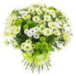 This photograph features a full, rounded bouquet of chrysanthemums set against a plain white background, the simplicity of the setting highlighting every petal and leaf. The bouquet is dominated by tones of white, soft cream, and vivid lime green, creating a fresh, soothing effect that would sit beautifully in a Stanmore living room or hallway. Large chrysanthemum blooms in white and creamy off-white form the central mass, their many fine petals overlapping like delicate feathers, curving out from subtle pale green and lemon-tinged centres. Threaded among them are smaller white spray chrysanthemums with daisy-like heads, bringing an airy, playful quality and gently filling the spaces between the larger flowers so the arrangement appears lush but never heavy. Bright lime green pompon chrysanthemums provide a striking contrast, their compact, button-shaped heads adding modern flair and energy reminiscent of new leaves in Canons Park at the start of spring. Rich green foliage appears in small glimpses beneath and around the blossoms, contributing structure and a natural, garden-fresh feeling without overshadowing the blooms. The stems are neatly aligned and firmly tied, then wrapped with a broad satin ribbon in a matching lime green shade, tied into an elegant, multi-loop bow that echoes the pompons and signals that this is a bouquet ready to be gifted. The overall impression is one of calm optimism and gentle celebration, a versatile floral choice for conveying sympathy, offering congratulations, or simply brightening someone's day with flowers that could easily be delivered the same day across Stanmore and its neighbouring streets. Crafted with the kind of care associated with Flowers Stanmore, this bouquet balances tradition and modern style in a single, cohesive design.