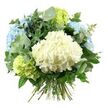 The image shows a luxurious, hand-tied bouquet of hydrangeas and foliage isolated against a crisp white backdrop, which enhances the softness of its pastel tones and the clarity of each detail. At the heart of the bouquet sits a generous dome of creamy white hydrangea, its countless tiny, four-petalled florets pressed close together in a rounded, billowy mass that brings to mind a small cloud settling over the gentle contours of Stanmore Hill. Encircling this central bloom are several voluminous heads of sky-blue hydrangea, with petals that gently ripple and overlap, their colour shifting subtly from near-white to tender pastel blue, evoking an early summer sky over Stanmore Country Park. Nestled between and around these blooms are clusters of lime and chartreuse hydrangeas, introducing bright yet soothing green notes that suggest fresh shoots and new leaves in the gardens around Canons Park and along the tree-lined streets of HA7. Interlaced with the hydrangeas is a carefully chosen collection of foliage: smooth, rounded eucalyptus leaves in a silvery-green that lend a cool, airy feel and hints of herbal freshness, and deeper emerald leaves whose slightly glossy finish adds contrast, weight, and a sense of lush fullness. At the base, the stems are clearly visible, drawn together in a neat hand-tied bundle, indicating that the bouquet is ready to be placed into a vase on a Stanmore sideboard or office desk. Soft, even lighting falls over the arrangement, highlighting the texture of each petal and leaf without harshness, allowing the tranquil palette of white, blue, and green to convey calm, tenderness, and quiet sophistication. This hydrangea bouquet would make a thoughtful choice for birthdays, congratulations, or simple moments of appreciation throughout Stanmore and nearby North West London.