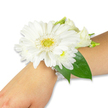 A pristine white wrist corsage rests gently on the inner forearm of a person with fair skin, set against a clean white backdrop so every petal and bead reads clearly. The focal bloom is a large, immaculate white Gerbera daisy whose many crisp, satiny petals fan out in perfect radial layers from a bright, lime-yellow to green central disc that has a soft, textured, pincushion-like appearance. Nestled close to the Gerbera are clusters of smaller, fluffy white chrysanthemum-like florets and a few creamy lisianthus buds and open blooms, their tender spirals and soft edges adding quiet depth and a layered, romantic silhouette. Rich, deep-green foliage-broad, glossy leaves of ruscus or salal-frames the composition, the leaves' smooth, almost waxy surfaces giving a cool contrast to the delicate petals. The whole cluster is secured to the wrist by an elegant band made of multiple strands of luminous white pearl beads that catch the studio light and lend a vintage, timeless note. Under soft, even lighting the textures are vivid: the Gerbera's slightly papery petals, the lisianthus' silky curl, the chrysanthemums' cushiony fluff, and the pearls' gentle sheen. A faint, clean floral scent can be imagined-green and slightly grassy with a whisper of sweet cream-evoking the hush before a wedding, the excited calm before prom, or the pride of graduation. This wearable bouquet feels handcrafted and refined, a small, living keepsake that would travel well from Stanmore High Street to an aisle at a local ceremony or a celebration in nearby Stanmore Park, carrying with it a sense of purity, grace, and careful floristry.