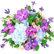 This carefully composed bouquet is photographed against a pristine white background, allowing its cool, elegant colour palette to stand out clearly. At the centre are lush, rounded clusters of hydrangeas in soft shades of powder and sky blue, their countless tiny petals creating a gentle, cloud-like texture that forms a serene foundation. Interspersed among these are striking Vanda orchids in a vivid fuchsia-purple, each bloom large and luxurious, with petals finely speckled in darker tones that resemble delicate, hand-drawn patterns. Nestled into the spaces between the larger blooms, spray roses in blush-pink and creamy hues introduce a romantic note, their small, spiralled petals unfolding slowly from bud to blossom. Slender clematis stems wind lightly through the design, carrying a mix of pointed buds and open, star-shaped flowers in deep indigo and lavender, elegantly linking the blues and purples into a harmonious whole. A ring of rich, emerald-green foliage frames the bouquet, with varied leaves and airy stems adding movement and a fresh, natural outline, much like the greenery seen in the gardens and tree-lined avenues around Stanmore. The shape of the arrangement is loosely rounded, with a slight sense of overflow that suggests generosity and natural abundance rather than strict formality. Gentle, even lighting bathes each petal and leaf, emphasizing texture-from the velvety orchids to the more delicate hydrangeas-while keeping shadows soft. The bouquet feels like a luxurious yet comforting gift, ideal for marking special occasions, from anniversaries and promotions to thoughtful get-well messages delivered anywhere in Stanmore.