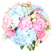 This elegant pastel bouquet is photographed against a clean white background, every blossom clearly defined, as if just arranged in a Stanmore flower studio before delivery. Dominating the design are sumptuous blush pink peonies, fully bloomed with layers of gently crinkled petals that build outward from a hidden centre, creating a plush, romantic focal point. Wrapping around these peonies, rounded heads of sky blue hydrangeas add impressive fullness, their many tiny blossoms blending together into soft, cloud-like clusters that bring a serene, cooling blue to the composition. Interspersed throughout are delicate spray roses in shades of blush pink and creamy yellow, some tightly budded and others tenderly opening, introducing small, intricate details and a sense of unfolding moments, much like the quiet pace of life along Stanmore Broadway. Cutting through this soft texture, hot pink calla lilies rise with sleek elegance, their trumpet-shaped blooms and smooth petals offering a bold yet harmonious contrast that gives the bouquet a contemporary twist. At the edges, silvery Dusty Miller foliage with its velvety, lobed leaves pairs beautifully with deeper green foliage, adding structure, tonal contrast, and a hint of cool sophistication. The bouquet is carefully shaped into a rounded, symmetrical dome, rich with flowers on every side, demonstrating deliberate, skilled placement by an experienced florist. The mood is one of gentle celebration and heartfelt sentiment, making this arrangement perfect for weddings, anniversaries, new baby greetings, or thoughtful birthday surprises delivered across Stanmore, bringing a sense of romance, gratitude, and soft, uplifting beauty into any local home or event.