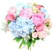 Against a pristine white background, this lush round bouquet looks like a moment of still life artistry captured from a Stanmore florist's workbench, each bloom thoughtfully placed for balance and harmony. Voluminous clusters of powder-blue hydrangeas draw the eye first, their countless tiny petals forming pillowy, cloud-like shapes that give the arrangement its soft, flowing structure. Gathered alongside them are generous peonies in a variety of pinks-from gentle, shell-like blush through more confident rose tones to playful candyfloss-each flower packed with ruffled petals that ripple outwards, creating a sense of fullness and movement. Between these larger, showy blooms, smaller roses and spray roses appear in shades of blush and creamy yellow, their compact, spiralled centres adding finely detailed accents and a touch of nostalgic romance. Rising just above the rounded silhouette, coral-pink calla lilies curve gracefully, their sleek, trumpet-shaped blooms and smooth texture offering a modern, sculptural contrast to the fluffy peonies and hydrangeas. Silvery-green dusty miller foliage, with its soft, velvety surface and frosted look, nestles among deeper green leaves, introducing cool highlights and depth that echo the gentle light over Stanmore's leafy parks. At the base, neatly bound stems reveal this is a hand-tied bouquet, ready for gifting at a family celebration near Canons Park, a quiet anniversary dinner, or a joyful engagement in one of Stanmore's elegant homes. The overall impression is of serene yet joyful abundance, a pastel celebration that feels both luxurious and warmly personal, like a heartfelt message expressed entirely in flowers.