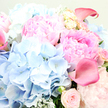 The photograph presents a romantic, pastel-toned bouquet in intimate close-up, as though you are leaning over a table in a Stanmore home to admire each bloom. Central to the design are lush pink peonies, their petals layered in abundant ruffles that shift from the lightest blush at the edges to a richer rose-pink within, creating a sense of depth and softness that feels almost cloud-like. Nestled beside and beneath them are rounded clusters of sky-blue hydrangeas, composed of countless delicate florets that blur into haze-like masses of blue, bringing a cooling, tranquil note to the arrangement. Threading elegantly among these are trumpet-shaped calla lilies in a more intense rose-pink, nearly fuchsia in places, their smooth, sculptural form standing in graceful contrast to the peonies' frills and the hydrangeas' tiny petals. Tucked throughout are smaller blush garden roses, captured at various stages from tight buds to partially open blooms, suggesting the quiet unfolding of a special moment. Wisps of silvery-green foliage-probably eucalyptus or a similar soft-leaved greenery-emerge between the blossoms, lending a subtle shimmer and a slightly woodland feel. The light is soft and flattering, like gentle daylight streaming into a room off Stanmore Hill, revealing every texture while keeping the overall look calm and inviting. Together, the pinks, blues, and greens create an impression of tender celebration and hopeful new beginnings, an arrangement perfectly suited for anniversaries, baby showers, or simply bringing a touch of spring joy into a house near Canons Park or an apartment by The Broadway, carefully styled by Flowers Stanmore's local florists.