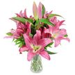 A lush, studio-styled bouquet of vibrant pink oriental lilies rises from a simple clear glass vase, photographed against a pristine white backdrop so every petal and stem reads crisply. The arrangement is a generous cluster of large, star-shaped blooms in a lively spectrum of fuchsia and rosy pink, each six-petaled flower curving gracefully outward to reveal a lighter, creamy yellow-green throat that brightens the colour and draws the eye inward. Prominent dark burgundy stamens, dusted with pollen, arc from the centre of several open blossoms, lending a tactile, painterly contrast to the satiny petals. Scattered among the open flowers are elongated buds-some pale blush and slender, others deep fuchsia with green tips-ready to unfurl over days and extend the bouquet's presence. Rich, lance-shaped leaves and sturdy upright stems form a verdant framework that deepens the composition and makes the pinks feel more vivid. The clear vase shows neatly trimmed stems and water, grounding the arrangement with honest, floral craft. Soft, neutral studio light highlights the lilies' waxy texture and suggests the warm, heady perfume you might expect if you stood nearby. This bouquet reads as both celebratory and serene-perfect for a Mother's Day gift, a heartfelt thank-you, or to lift a kitchen table in a Stanmore home near the high street or Stanmore Park. The image emphasizes freshness, longevity, and expert arranging, offering an accessible, sensory portrait for readers seeking floral inspiration or practical care tips.