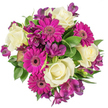 Seen from a direct overhead perspective, this generously rounded bouquet reads like a small, celebratory garden pinned to a crisp white field. At its centre, creamy ivory roses open in velvety spirals, each petal curling with the soft, satin texture of classic garden roses; they give the composition a calm, timeless heart. Radiating around them are vibrant magenta Gerbera daisies - flat-faced, exuberant discs of tightly packed petals whose deep centres create a focused, cheerful punctuation against the pale roses. Interwoven among these are clusters of deep purple Alstroemeria, their delicate, trumpet-like blooms carrying faint streaks and spots that add a whisper of exotic pattern and a slender, elegant silhouette. Various greens - glossy broad leaves, narrow blades, and soft filler foliage - cradle the flowers, their fresh, slightly waxy surfaces reflecting a soft, morning light that lifts the colours into crisp clarity. The overall texture alternates between the creamy softness of rose petals, the tactile density of gerbera heads, and the feathered delicacy of alstroemeria, creating a balanced, inviting touch profile. There is a subtle floral scent suggested here: the light, tea-like aroma of fresh roses mingling with the cleaner, green note of foliage, conjuring a spring morning near Stanmore Common or a sunny bench on Stanmore High Street. This arrangement feels suited to birthdays, warm thank-yous, or a spontaneous 'thinking of you'-a composition that reads both modern and enduring. A local florist's eye is visible in the tight circular placement and colour pacing, designed to sit beautifully on a mantelpiece or as a bright, uplifting centre for a weekend gathering in Stanmore.