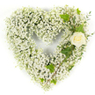 This image shows a carefully crafted heart-shaped tribute made almost entirely from clouds of tiny white Baby's Breath (Gypsophila), set against a clean white background so every delicate bloom reads clearly. From a distance the mass of pinhead flowers reads like a soft, pillowy cloud; close up the cluster reveals countless fine stems and fragile, papery corollas that create a feathery, whisper-light texture. Tucked into the upper right curve of the heart is a single cream-white rose, its petals tightly furling toward a subtle pale green center - a quiet, velvety focal point that seems to glow against the surrounding white. Woven around and beneath that rose, trailing diagonally down the right flank, are glossy dark-green ivy leaves whose lobed forms add classic structure, while slender, pale-green sprigs of eucalyptus-like filler introduce cool, silvery tones and a faint, resinous scent in the imagination. The arrangement is bathed in bright, even studio light, which emphasizes the pristine whites, the glossy sheen of the ivy, and the gentle shadowing that gives the heart volume and depth. Emotionally the piece reads as serene and reverent: the purity of white blooms and the solitary rose together speak of remembrance, calm, and dignity. As a florist in Stanmore I picture this design placed before a chapel near Stanmore Common or at a funeral service along Stanmore Broadway - a modest but eloquent expression of sympathy and lasting affection that feels composed, steady and tender without excess.