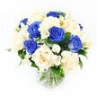 In this calm and dignified arrangement, a cluster of royal blue and creamy ivory roses is presented in a straight-sided, clear glass vase, placed in front of a spotless white backdrop that keeps the focus entirely on the flowers. The bouquet has a rounded, carefully balanced shape, with about half of the roses coloured a rich, velvety blue and the remainder a gentle, warm ivory that softens the overall look. Each rose head is open enough to reveal the layered spiral of petals, yet still fresh and crisp at the edges. Intertwined among the larger blooms are slender stems of white freesia, their arching forms and small trumpet-shaped flowers bringing lightness, movement, and the sense of a soft, clean fragrance floating through a quiet Stanmore home. Threads of baby's breath are dotted throughout, their tiny white blossoms forming airy clouds that nestle between petals and ease the transitions between colours. Dark green leaves surround and support the flowers, adding structure and a natural grounding reminiscent of the leafy streets and open spaces around Stanmore Station. Within the vase, the stems are neatly trimmed and gathered, their green lines clearly visible through the water, which appears clear and freshly poured. Gentle, even lighting casts minimal shadow, instead illuminating the smooth ivory petals and the intensely coloured blue roses so that both hues stand out clearly. The bouquet communicates tenderness, respect, and enduring love, making it a thoughtful choice for condolence delivery in Stanmore, suitable for homes, funeral parlours, or places of worship throughout the local area.