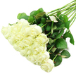 A beautifully abundant spray of white roses lies diagonally across a bright white background, as though resting between stages of a floral design in a Stanmore workshop. The rose heads are gathered closely at the lower-left, forming a generous, rounded mass of blossoms that overlap and cradle one another. Each flower is a refined creamy white, gently warming to ivory at its core, with petals that are mostly still compact but beginning to unfurl at the edges. The balanced studio lighting reveals the soft play of light and shadow between the layers of petals, giving the roses a plush, almost cushion-like texture you can almost feel. Along some of the outer petals, a whisper of pale green appears, a characteristic of freshly cut stems that have just been trimmed and placed in water by a careful florist. The long stems stretch away towards the upper-right of the frame, aligned but not rigid, like a hand-tied bouquet waiting for its final ribbon. They are an intense, natural green, with clusters of deep green leaves adding body and contrast. A few leaves carry a slight reddish tint on their edges or undersides, the kind of subtle detail you might notice up close when visiting rose beds around Stanmore's quiet cul-de-sacs and leafy avenues. No wrapping or vase is visible; instead, the pure white background strips away distraction and underlines the simplicity and grace of the palette. The overall mood is calm, dignified, and versatile, perfectly suited to a sympathy tribute delivered to a home near Stanmore station, a modern white wedding scheme, or an elegant gift arranged by Flowers Stanmore for a milestone celebration, where every petal carries a gentle, heartfelt message.